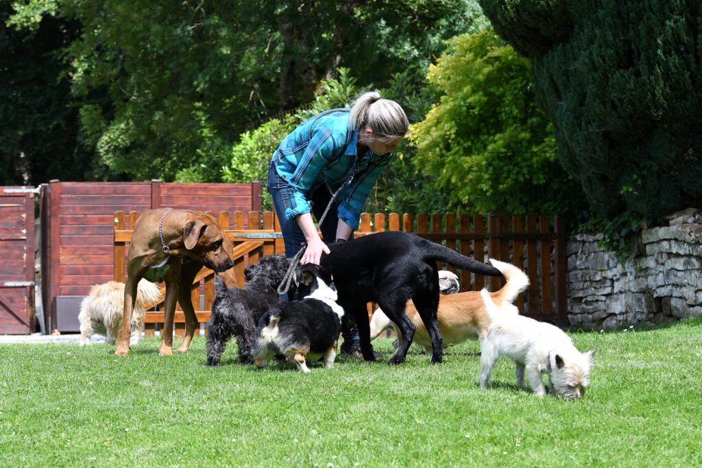 Cristina Goi with a group of dogs