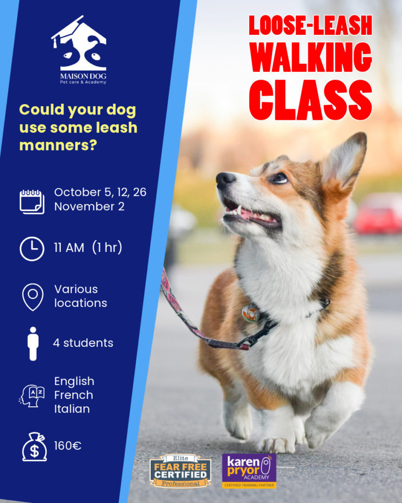 Class about teaching dogs to walk nicely when on the leash